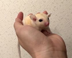 フクロモモンガ♀