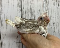 WFシナモンパイド