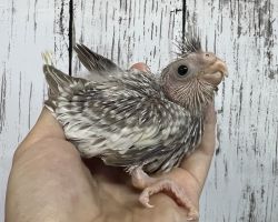 WFシナモンパール