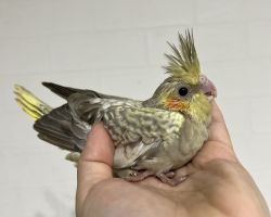 シナモンパール