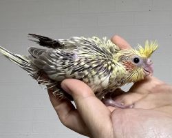 シナモンパール