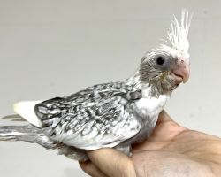 WFパールパイド