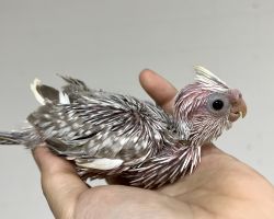 WFシナモンパールパイド