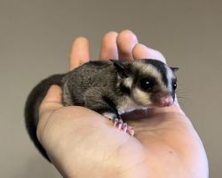 フクロモモンガ♀ベビー