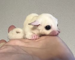 フクロモモンガ♀