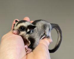 フクロモモンガ♂