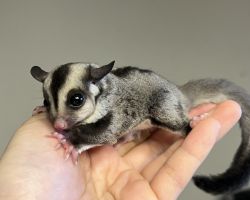 フクロモモンガ♀