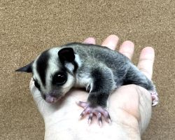 フクロモモンガ♂