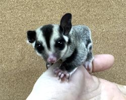 フクロモモンガ♀