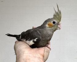 ノーマル 一人餌