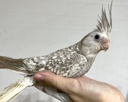 WFシナモンパール