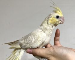 PFドミナントシルバー?一人餌