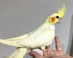 ルチノー 一人餌