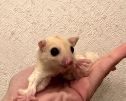 フクロモモンガ♂