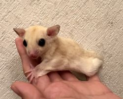 フクロモモンガ♀