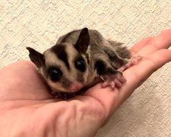 フクロモモンガ♀