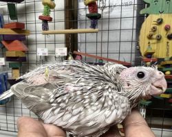 WFシナモンパール