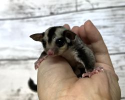 フクロモモンガ ベビー♂