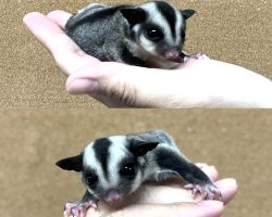 フクロモモンガ ベビー♀