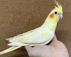 ルチノー 一人餌