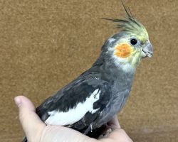 ノーマル 一人餌