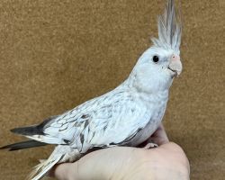 WFシナモンパール 一人餌