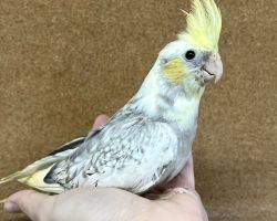 PFパールパイド 一人餌