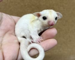 フクロモモンガ♀