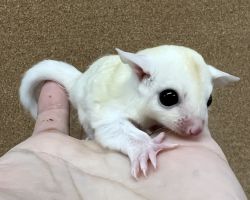 フクロモモンガ♂