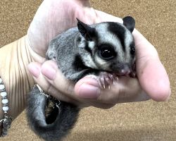 フクロモモンガ♀