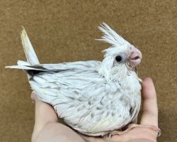 WFシナモンパールパイド