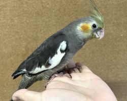 ノーマル 一人餌