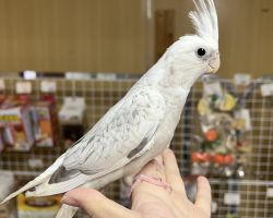 WFシナモンパールパイド