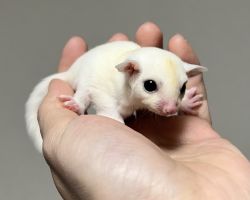 フクロモモンガ♂