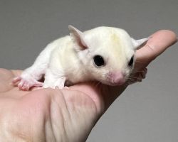 フクロモモンガ♀