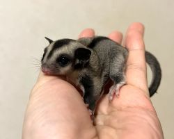 フクロモモンガ♀