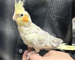 シナモンパール