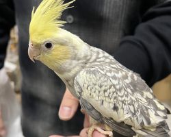 PFパールパイド