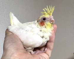 オカメインコ ルチノー雛