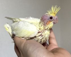 オカメインコ ルチノー雛