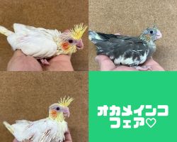 オカメインコフェア♡