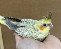 シナモンパール