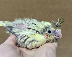 シナモンパール