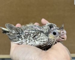 PFシナモンパール