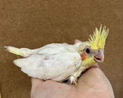 オカメインコ 雛 ルチノー
