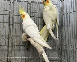 オカメインコ ペア