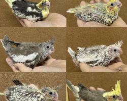 オカメインコ 雛