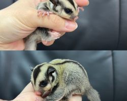 フクロモモンガ