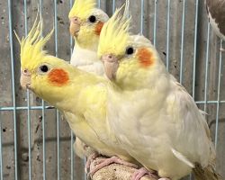 オカメインコ 2羽セット