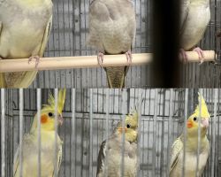オカメインコ 若